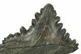 Bizarre Shark (Edestus) Jaw Section with Tooth - Carboniferous #269636-2